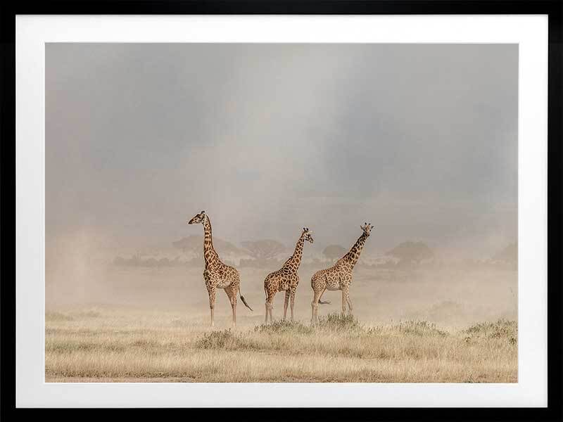 Wandering Giraffes Framed Art Print