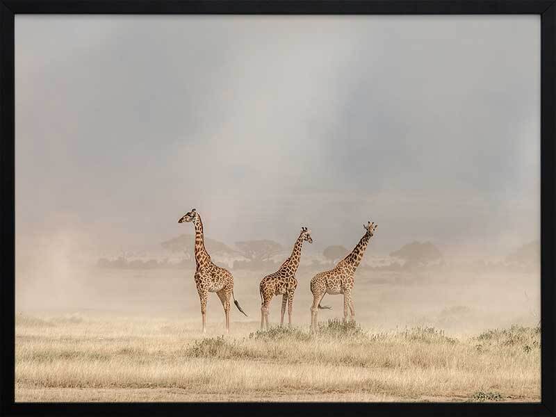 Wandering Giraffes Framed Art Print