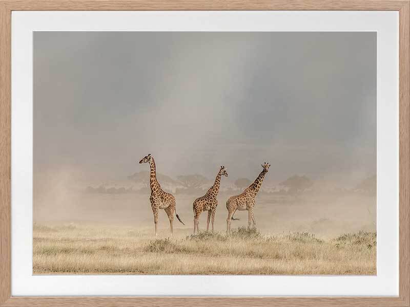 Wandering Giraffes Framed Art Print