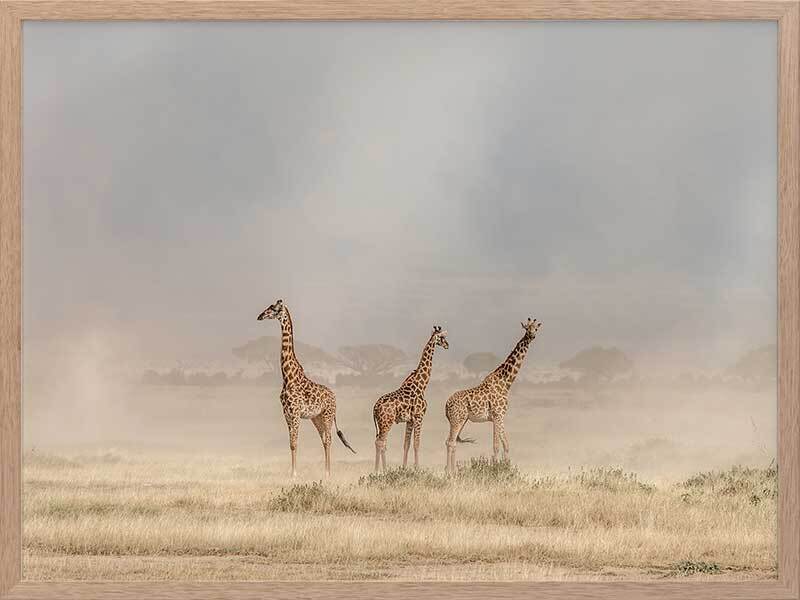 Wandering Giraffes Framed Art Print