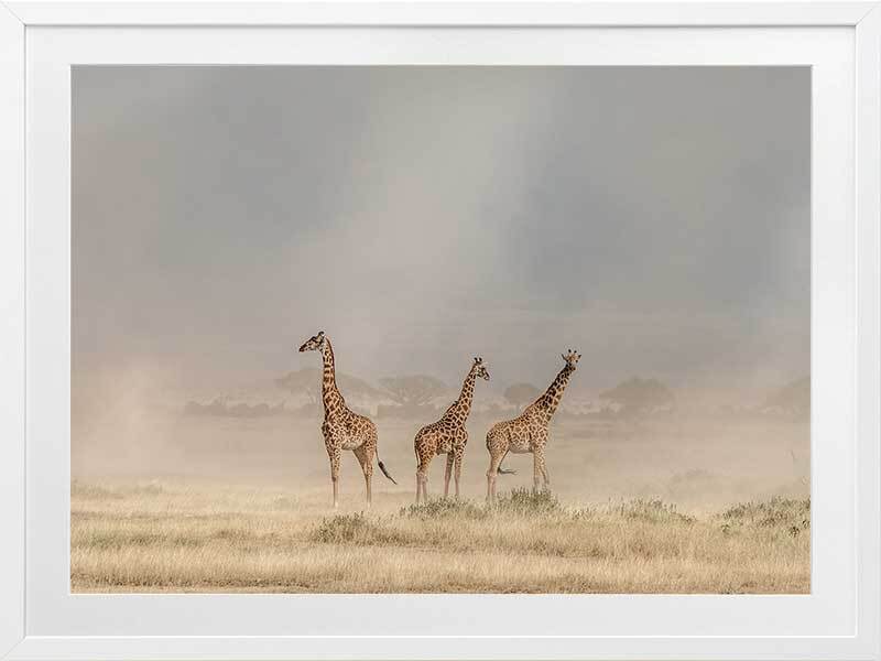 Wandering Giraffes Framed Art Print