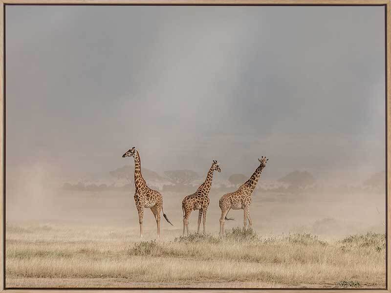 Wandering Giraffes Canvas Art Print