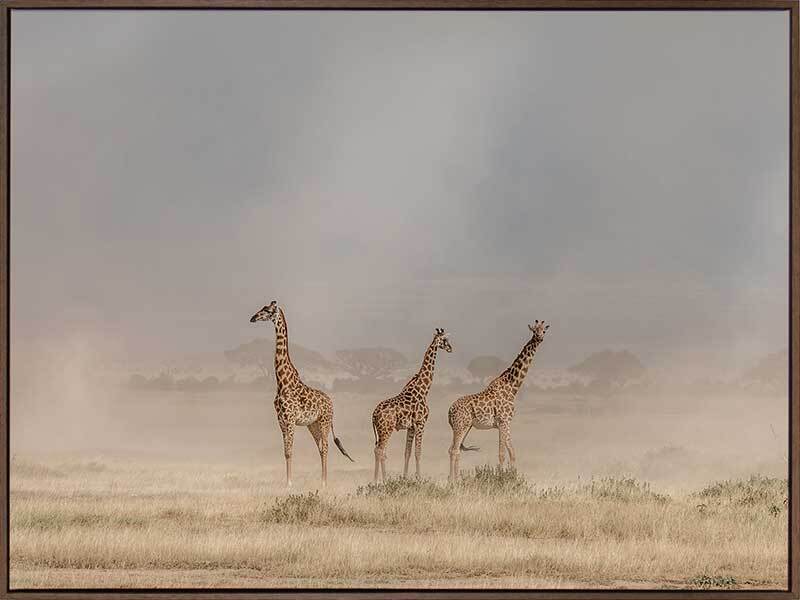 Wandering Giraffes Canvas Art Print