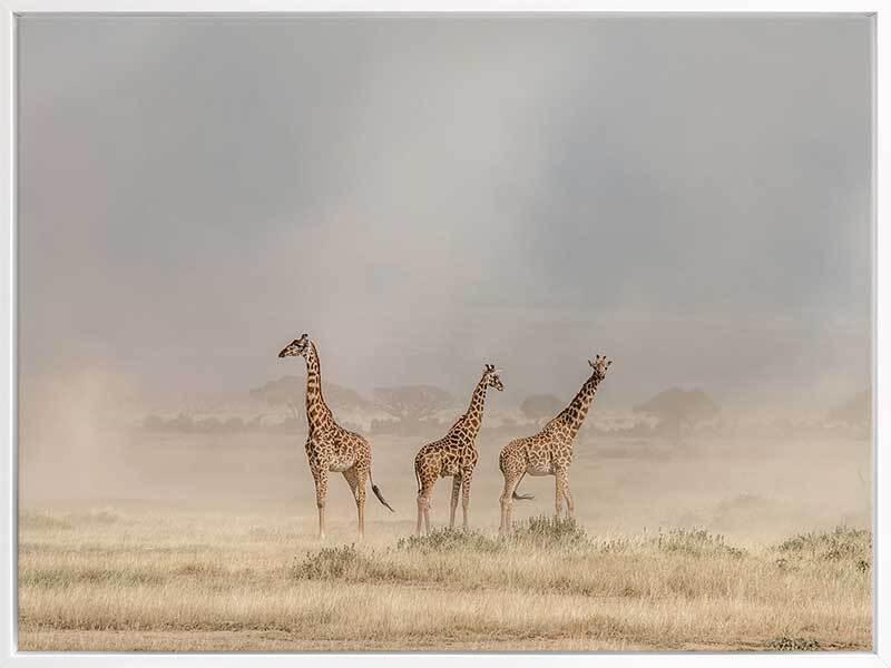 Wandering Giraffes Canvas Art Print