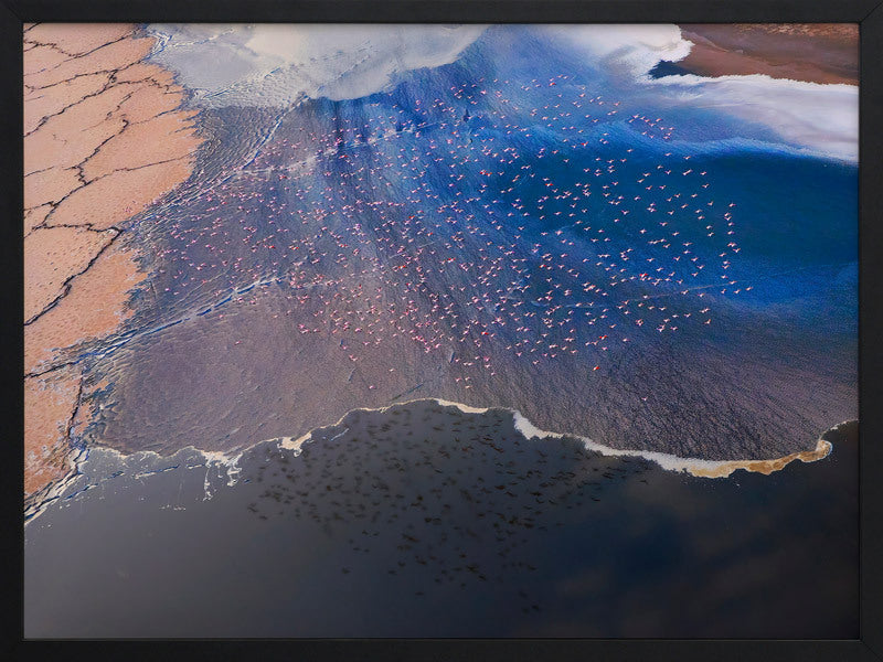 Wading Birds Framed Art Print