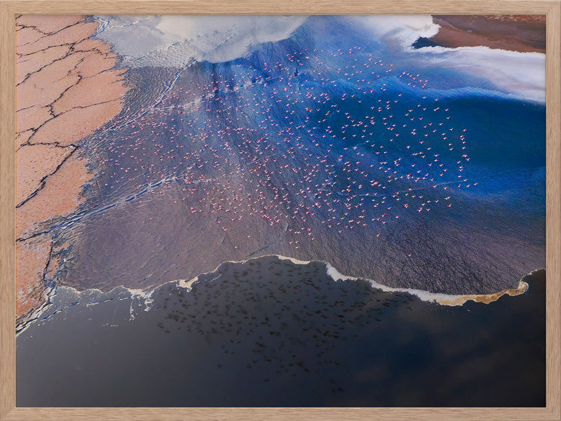 Wading Birds Framed Art Print