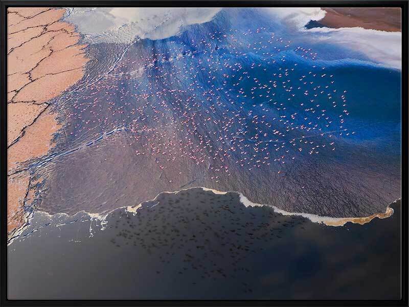 Wading Birds Canvas Art Print