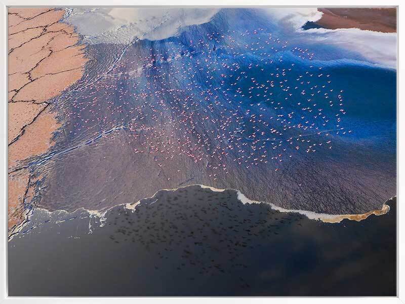 Wading Birds Canvas Art Print