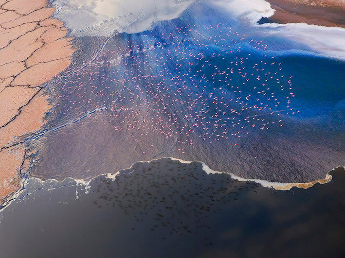 Wading Birds Canvas Art Print