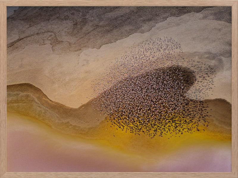 Lakeside Birds Framed Art Print