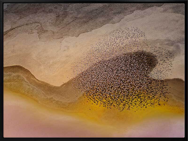 Lakeside Birds Canvas Art Print