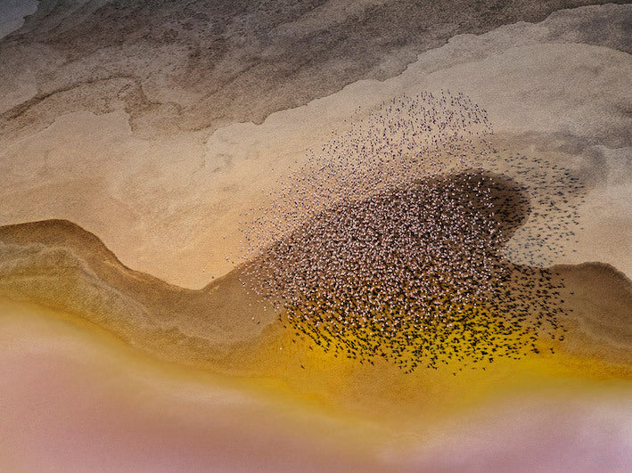 Lakeside Birds Canvas Art Print