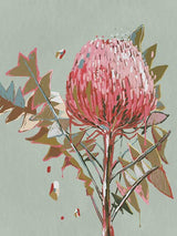 Pink Waratah Canvas Art Print