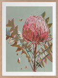 Pink Waratah Framed Art Print