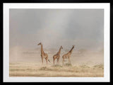Wandering Giraffes Framed Art Print