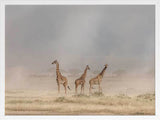 Wandering Giraffes Framed Art Print