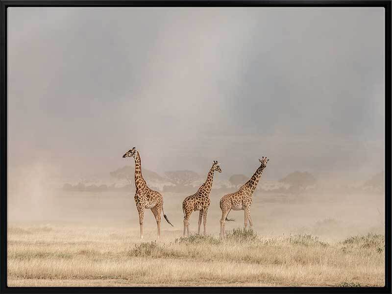 Wandering Giraffes Canvas Art Print