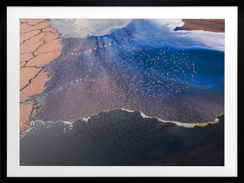 Wading Birds Framed Art Print